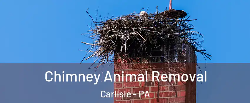  Chimney Animal Removal Carlisle - PA