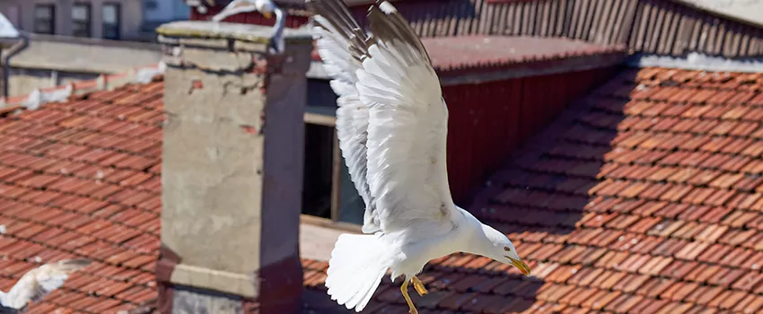 Residential Chimney Animal Removal Solution in Carlisle, PA